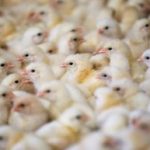 Ministério da Agricultura confirma 1º foco de gripe aviária no estado de São Paulo