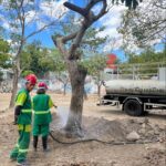 SESUMA realiza transplante de árvores para o Parque Evaldo Cruz