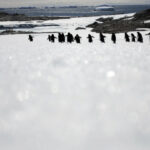 Derretimento de gelo da Antártida ameaça existência de pinguins