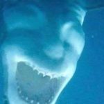Foto de tubarão-branco intriga internautas por parecer "o Diabo"