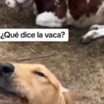 Cão viraliza por saber mugir como uma vaca; assista o vídeo