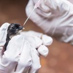 Agricultura confirma mais 2 casos de gripe aviária em aves silvestres; total sobe a 154