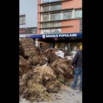 Agricultores franceses fazem protesto e bloqueiam banco com estrume
