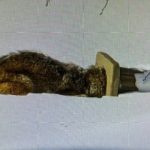 Coiote é resgatada após ficar com a cabeça presa em estátua