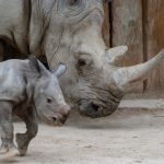 Jardim zoológico do Reino Unido dá as boas-vindas a rinoceronte branco