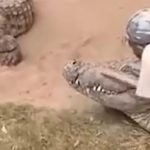 Tratador escapa por pouco de ter órgãos genitais devorados por crocodilo