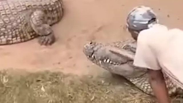 Tratador escapa por pouco de ter órgãos genitais devorados por crocodilo