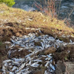 Acidente de caminhão derrama salmão vivo em rio errado nos EUA