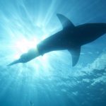 Surfista é atacado por tubarão e tem perna levada pela maré, na Austrália