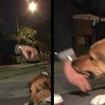 Repórter acaricia cachorro de rua na Argentina, mas é mordido ao vivo