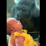 Gorila beija vidro e encanta bebê no zoológico; veja o momento