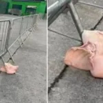 Cabeça de porco é deixada no Allianz antes de Palmeiras x Corinthians