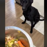 Cachorro escolhe a refeição e 'reza 'antes de comer; veja o vídeo