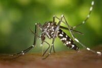 Paraíba confirma seis mortes por dengue em 2026; casos voltam a crescer nas últimas semanas