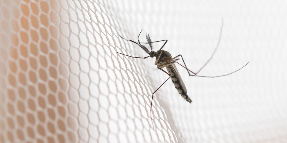 Araçatuba, Prudente e Rio Preto lideram incidência de dengue em SP