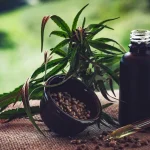 Associações cobram regras mais claras para cannabis medicinal durante feira em Fortaleza