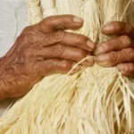 Entidades de São Paulo pedem apoio de candidatos à agroecologia