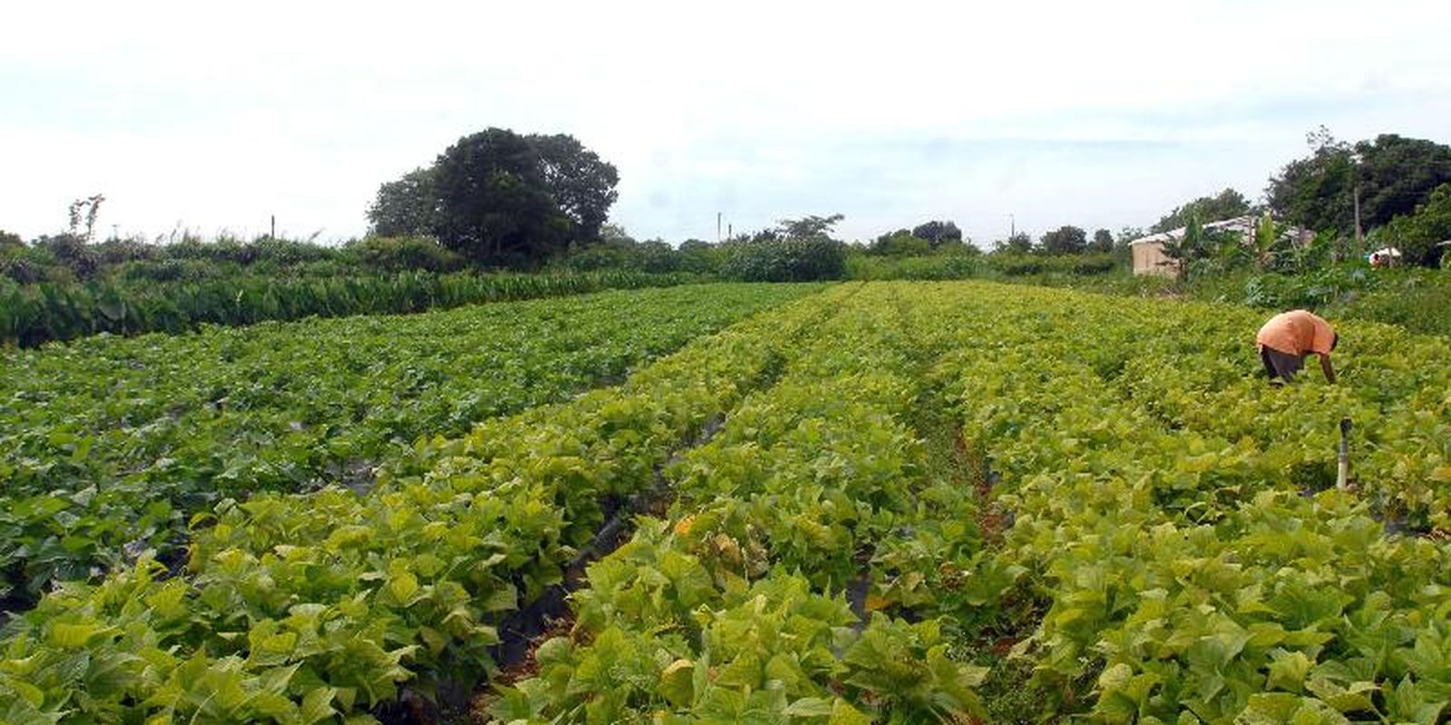 Governo libera R$ 64,3 milhões para segurança alimentar e povos indígenas