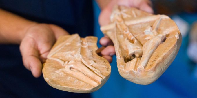 Morro da Urca recebe exposição de fósseis e dinossauros em outubro