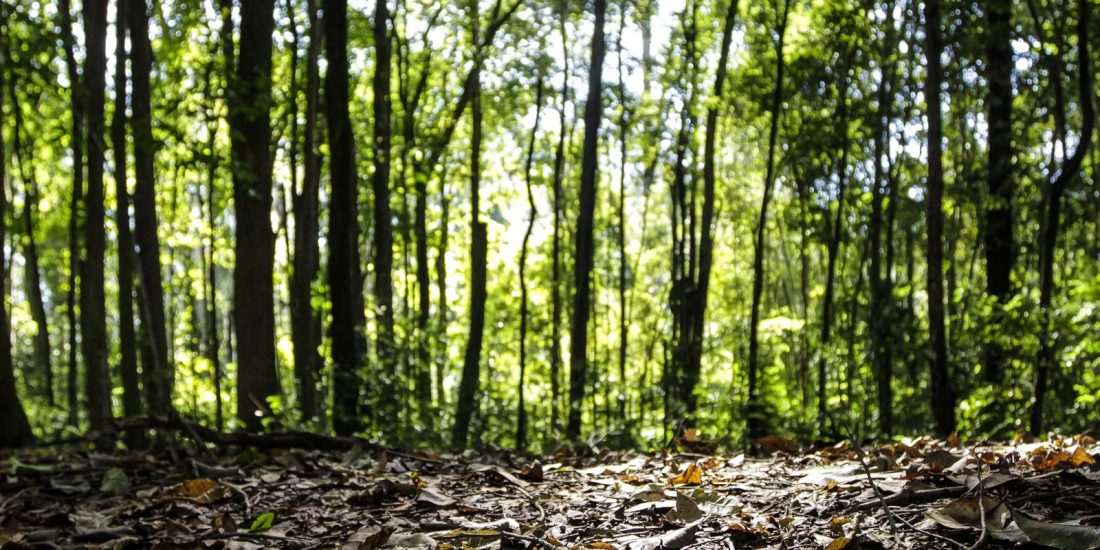 Produção florestal do Brasil bate recorde e chega a R$ 47,9 bilhões em 2025