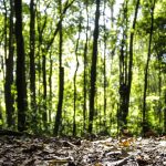 Produção florestal do Brasil bate recorde e chega a R$ 47,9 bilhões em 2025