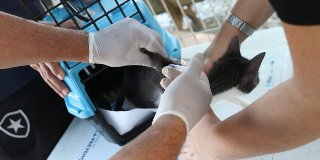 Rio confirma raiva em cão de Santa Cruz após contato com morcego