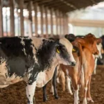 UE suspende importação de carnes e outros produtos de origem animal do Brasil