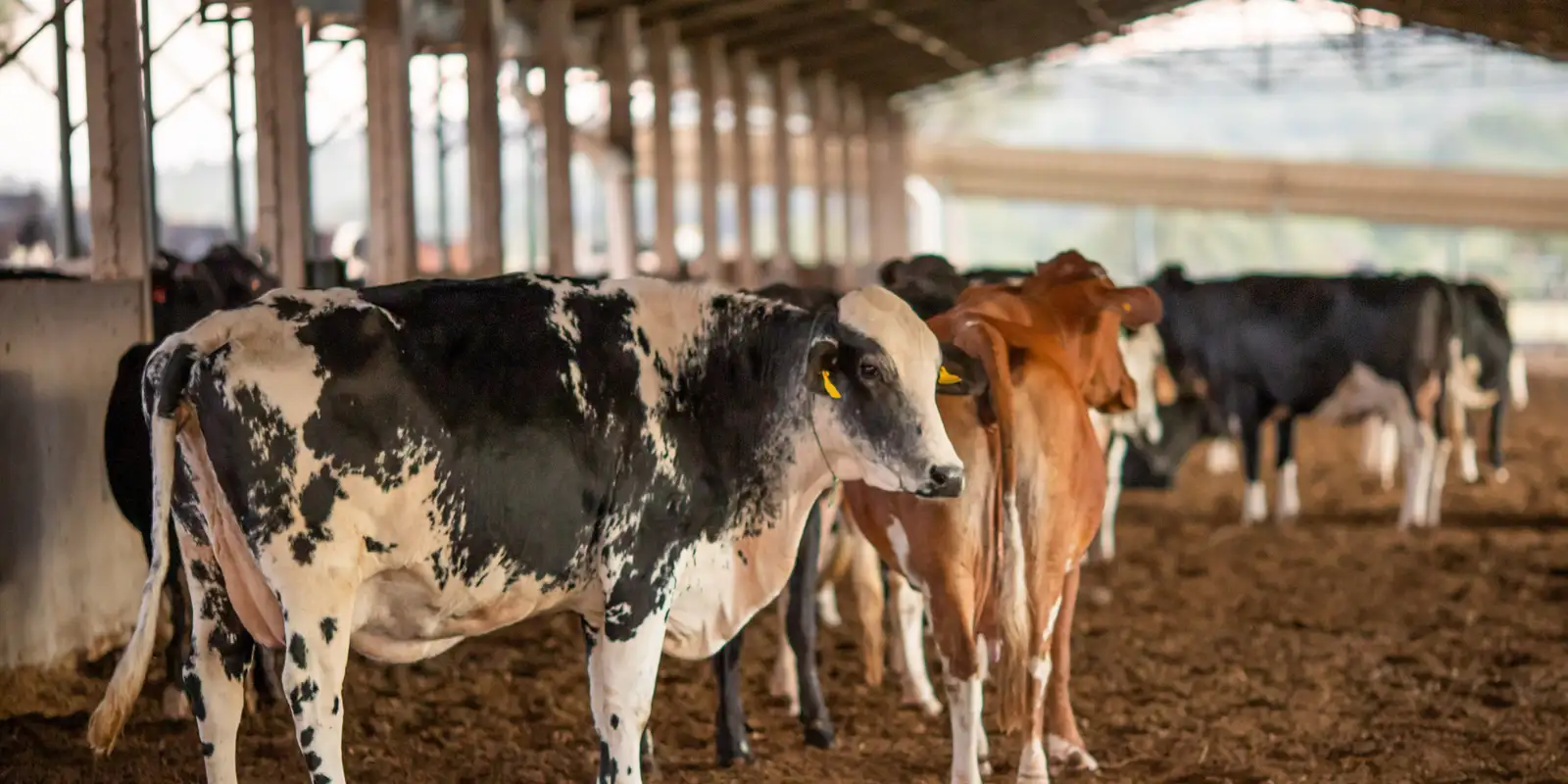 UE suspende importação de carnes e outros produtos de origem animal do Brasil