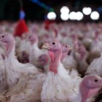 Agricultura confirma foco de doença de Newcastle em criação de perus em Nova Itaberaba