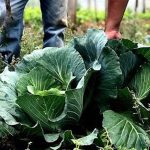 Agricultura familiar e cozinhas solidárias reforçam combate à fome no Brasil
