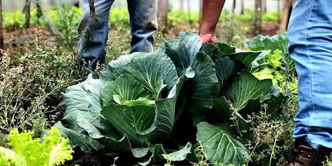 Agricultura familiar e cozinhas solidárias reforçam combate à fome no Brasil