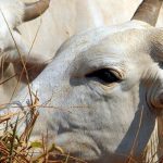 Carne bovina brasileira passa a pagar tarifa total de 67% na China