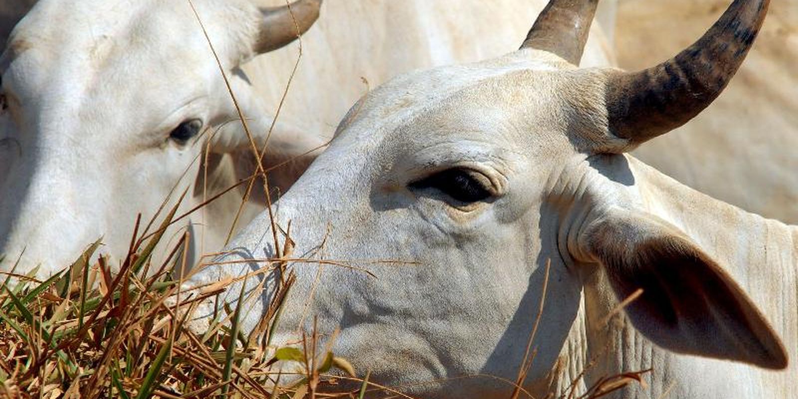Carne bovina brasileira passa a pagar tarifa total de 67% na China