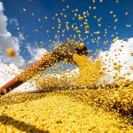 Estudo estima perda de até 55% na produtividade da soja sem controle de pragas