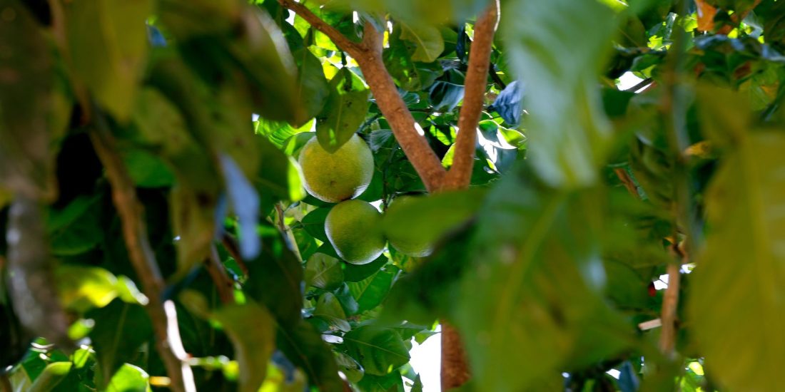 Preço do limão tahiti sobe 226,4% ao produtor em três meses