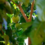 Preço do limão tahiti sobe 226,4% ao produtor em três meses
