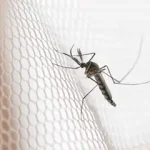 Quase metade dos municípios está em alerta ou risco para Aedes aegypti