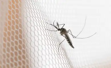 Quase metade dos municípios está em alerta ou risco para Aedes aegypti